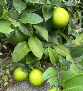 lemon img